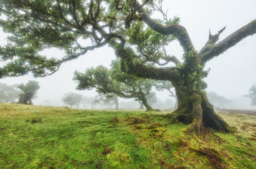 Old cedar tree in Fanal forest - Madeira island. Portugal.