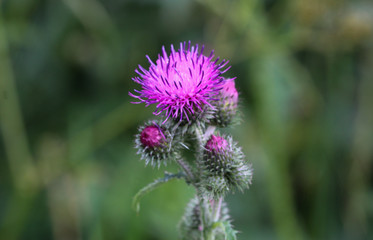 Carduus acanthoides, known as the spiny plumeless thistle, welted thistle, and plumeless thistle