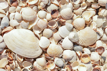 seashells near the sea texture