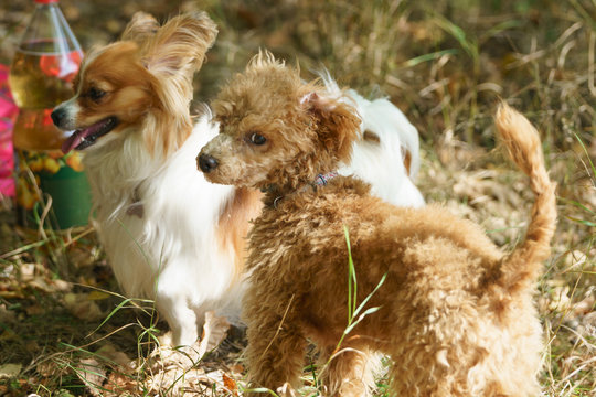 Two dogs on the picnic in the forest. Brown dwarf poodle puppy and adult papillon. Rear view. Photography in summer sunshiny day.