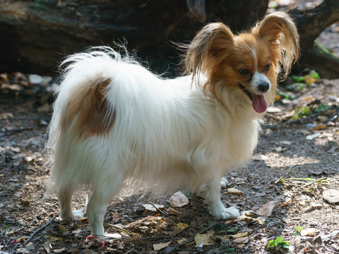 Portrait of exhausted dog panting in the hot summer sunshiny day. Photography of white and brown papillon. Side view. A dog on the picnic in the forest.
