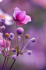 Fototapeta na wymiar Japanese anemone pink flower