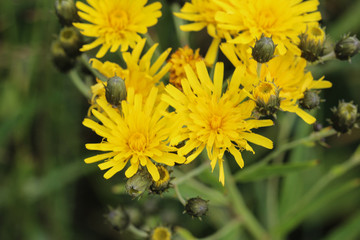 Hieracium canadense, commonly called Canadian hawkweed, narrowleaf hawkweed, or northern hawkweed