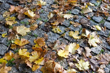 dry yellow leaves on the ground