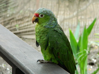 Paisajes, animales y mas