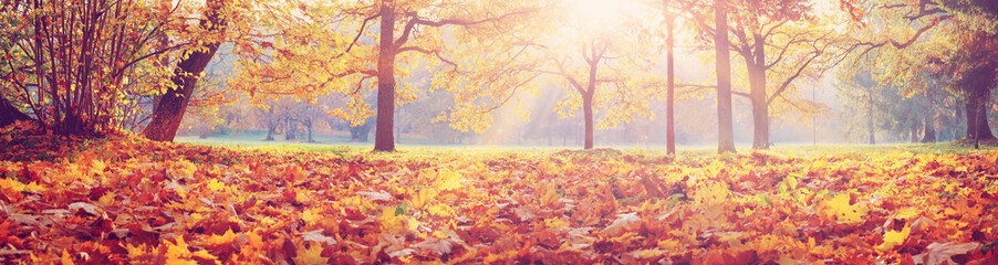 Naklejka na ściany i meble trees in the park in autumn on sunny day