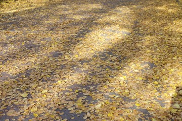 yellow leaves on the ground