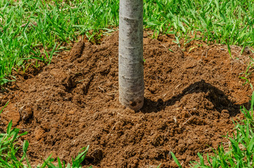 Concept of tree planting, environment and ecology. Newly planted tree closeup of the barrel and the hole in the ground closeup