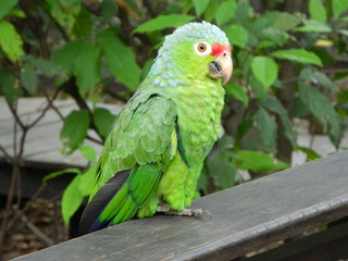 Paisajes, animales y mas