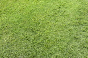公園の芝生