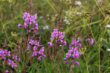 Chamaenerion angustifolium, known as fireweed, great willowherb and rosebay willowherb