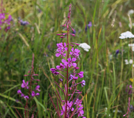 Naklejka premium Chamaenerion angustifolium, known as fireweed, great willowherb and rosebay willowherb