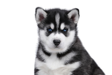 Cute fluffy Siberian Husky puppy on a white background, black and white puppy