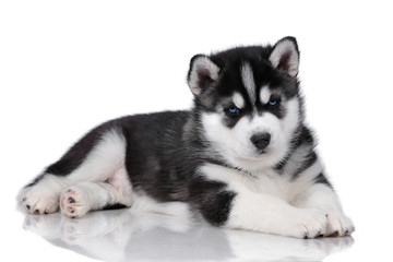 Cute fluffy Siberian Husky puppy on a white background, black and white puppy
