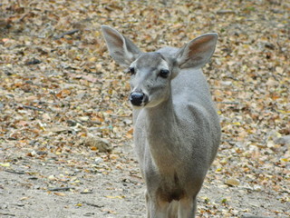 Paisajes, animales y mas