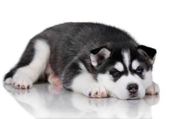 Fototapeta premium Cute fluffy Siberian Husky puppy on a white background, black and white puppy