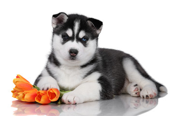 Cute fluffy Siberian Husky puppy with tulips on a white background, black and white puppy