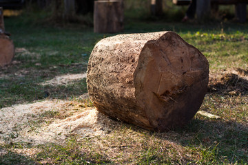 Fototapeta premium Cutting down trees and forests. Sawn logs lying on the grass. Stumps of conifer. Pine sawn into pieces on summer sunny day. Big stump. Sawdust.