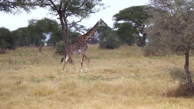 The Giraffe Slow Motion Walking in Savanna of Tanzania National Park. Animal in Natural Environment