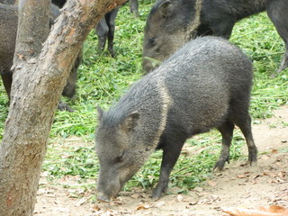 Paisajes, animales y mas