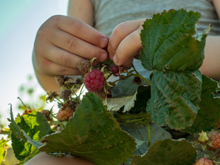 Happy blond boy eating raspberries from branch dotted with ripe appetizing berries. Sunflower leaves and drops of water against sky in background. Bright summer sunny day in country