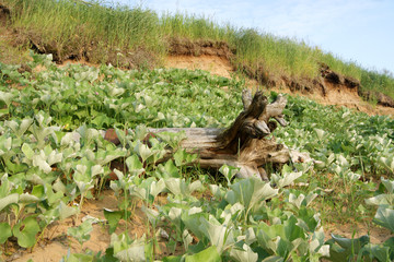 old rotten driftwood lies in the bushes