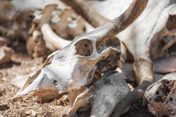 Skulls and bones Of Dead Animals In The Far West .
