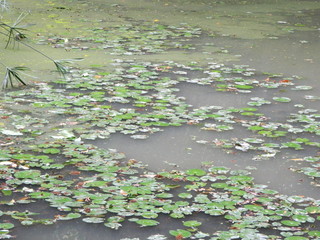 Paisajes, animales y mas