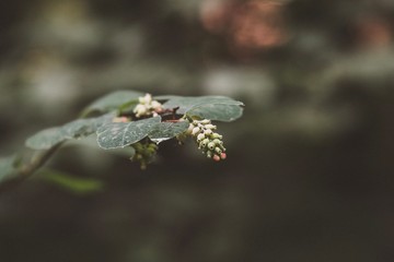 dragonfly on branch