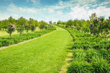 Fototapeta na wymiar A green alley to the top of the hill, along with blooming lilacs and plants.