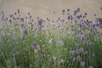 Naklejka premium Lavender garden during summer