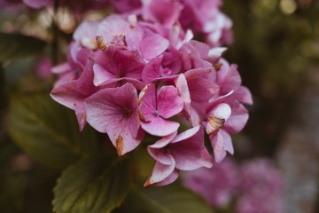 pink flower in the garden