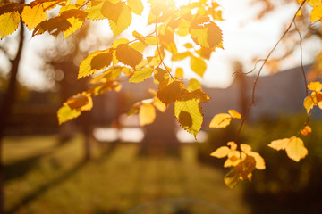 Naklejka na ściany i meble Golden, yellow leaves under sunbeams from the blue sky. Autumn background.