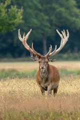 Red deer (Cervus elaphus) after rubbing the antlers on branches, velvet is falling off. On the...