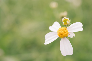 beautiful macro of flower and bee