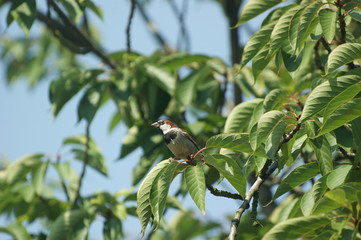 Common sparrow ( passer domesticus ), male , close up in a tree sitting on a branch in the sunlight...