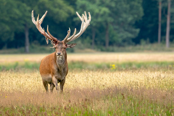 Naklejka na ściany i meble Red deer (Cervus elaphus) after rubbing the antlers on branches, velvet is falling off. On the field of National Park Hoge Veluwe in the Netherlands. Forest in the background.