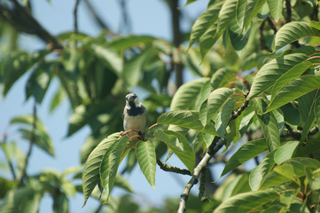 Common sparrow ( passer domesticus ), male , close up in a tree sitting on a branch in the sunlight...