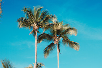 Naklejka na ściany i meble palm trees blue sky