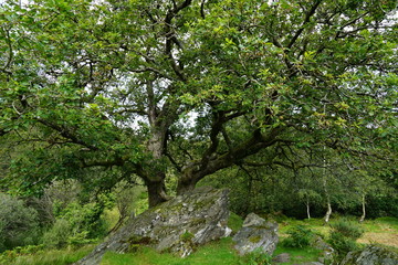 Forest Tree Isolated in Dense Woods