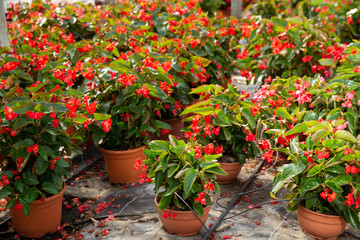 Pots with flowering begonias
