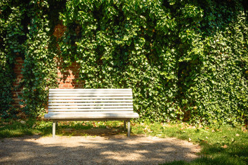 A white bench in a park in front of a wall covered with ivy.