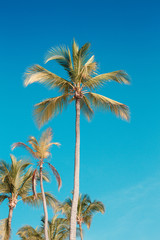 Fototapeta na wymiar palm trees blue sky