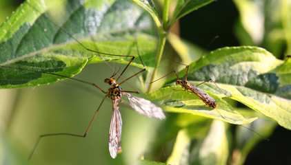 A pair of insects, a little like large mosquitoes, sit between the green leaves of the plant .... 