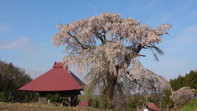 山田の天王桜（福島県・田村市）