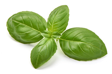 Sweet basil herb leaves, isolated on white background