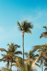 palm tree tropical 