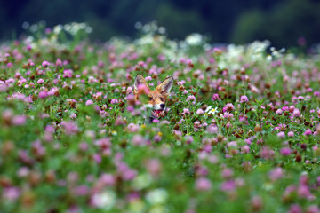Obraz na płótnie Canvas The red fox (vulpes vulpes) pokes his head out of the purple clover flowers. Portrait of a fox peeping out of a clover field.