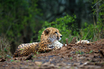 The cheetah (Acinonyx jubatus) lying on a red earth with bushy bushes in the background in the morning light