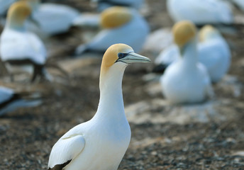 Tölpel in Neuseeland am Cape Kidnappers